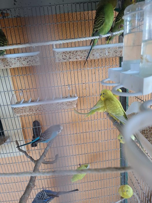 Piriquitos Australianos