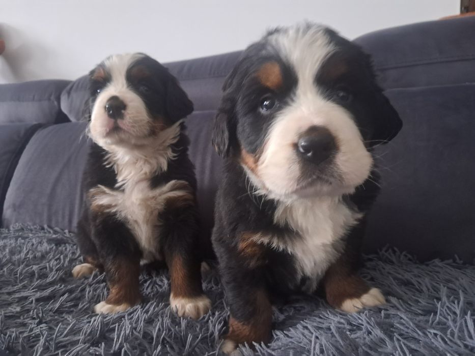 Bernenski pies pasterski