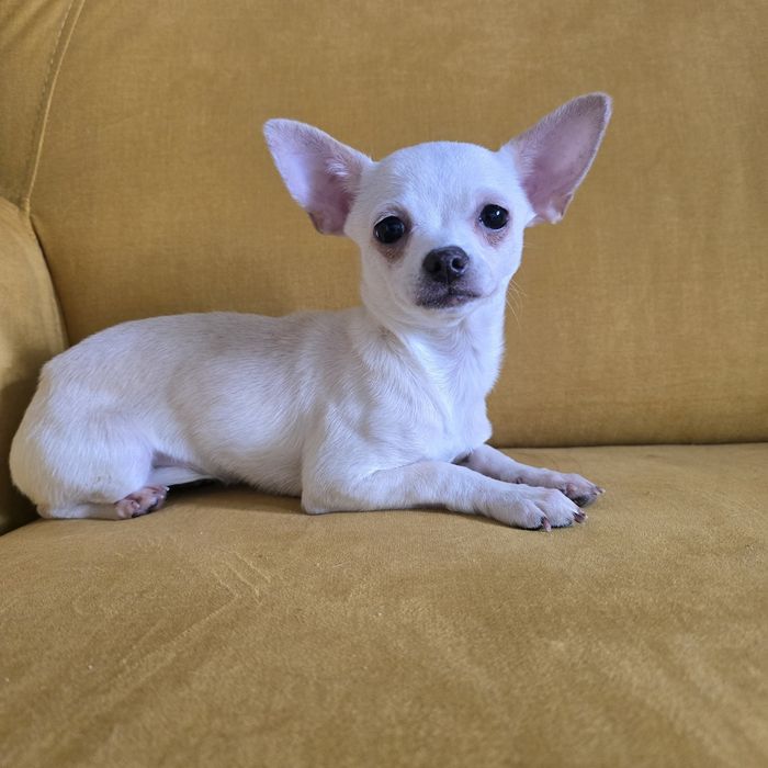 Chihuahua  suczka beżowa komplet szczepień