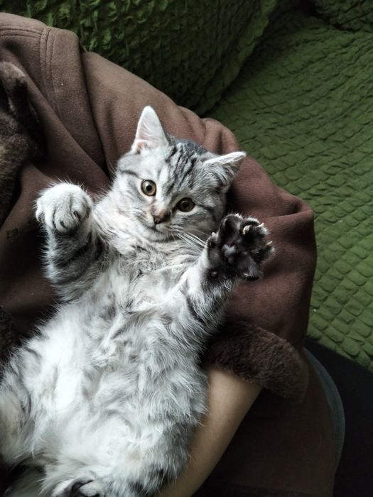 Британське неймовірно круте і ласкаве кошеня котик лагідний характер