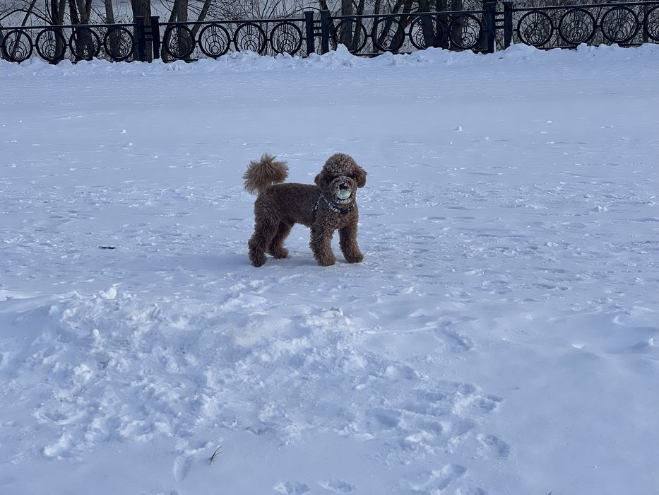 Случка мальтипу пуделя
