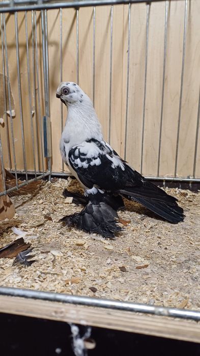 Motyl Warszawski czarny samica