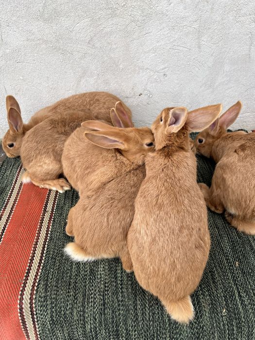Продам кролі боргунці.