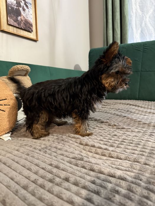 Yorkshire Terrier – śliczny szczeniak gotowy na zmiane domku