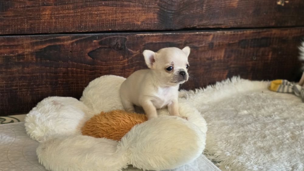 Chihuahua, chłopczyk
