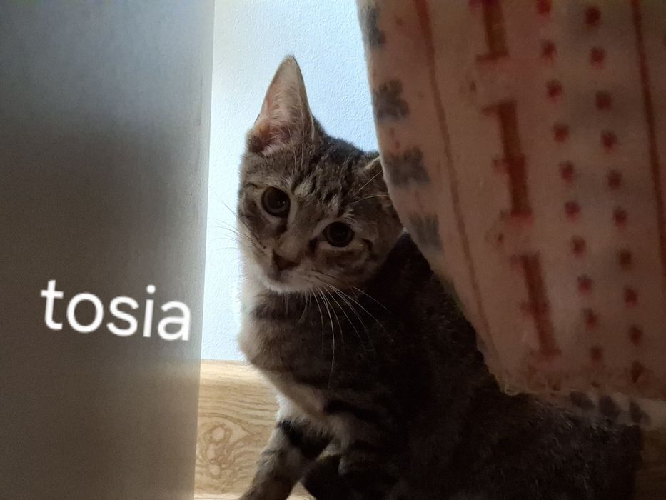 Kotka do adopcji