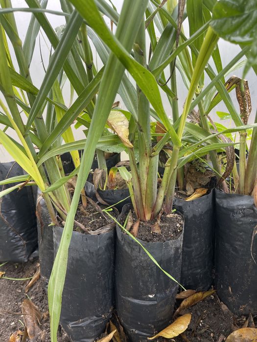 Planta de cana de açúcar