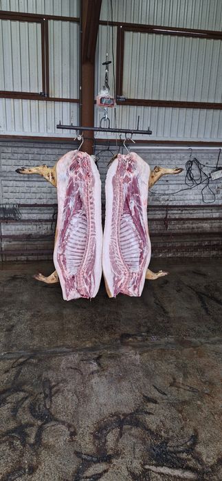 Свинина оптом Полутуши свиные Телятина Говядина Полутуши Доставка