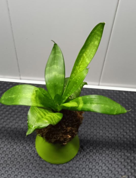 Kokedama natural