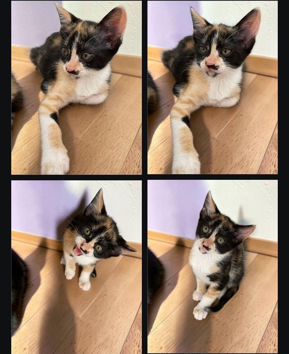 Gatinha bebé para adoção
