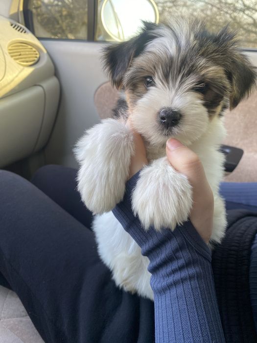 Красунчик Бівер йорк хлопчики