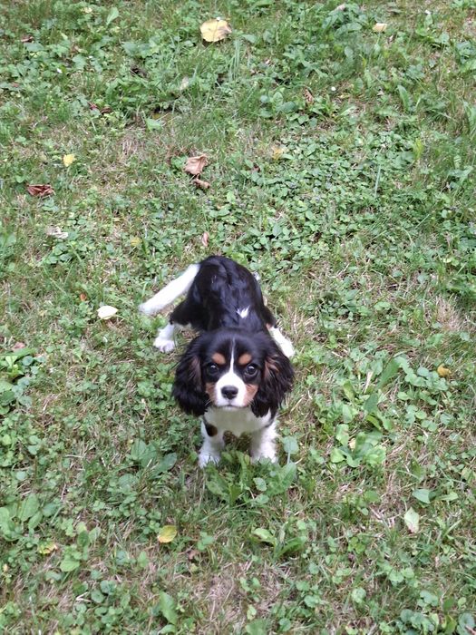 Cavalier King Charles Spaniel suczka wspaniała