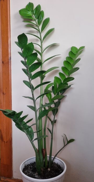 Bonsai i inne kwiaty doniczkowe cena (od 40 do 300)