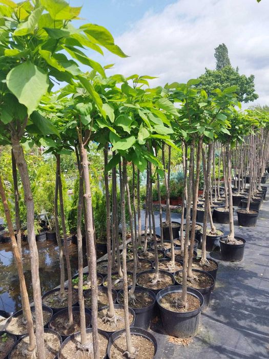 Katalpa Catalpa bignonioides Nana szczepiona grube pnie Aurea Purpurea
