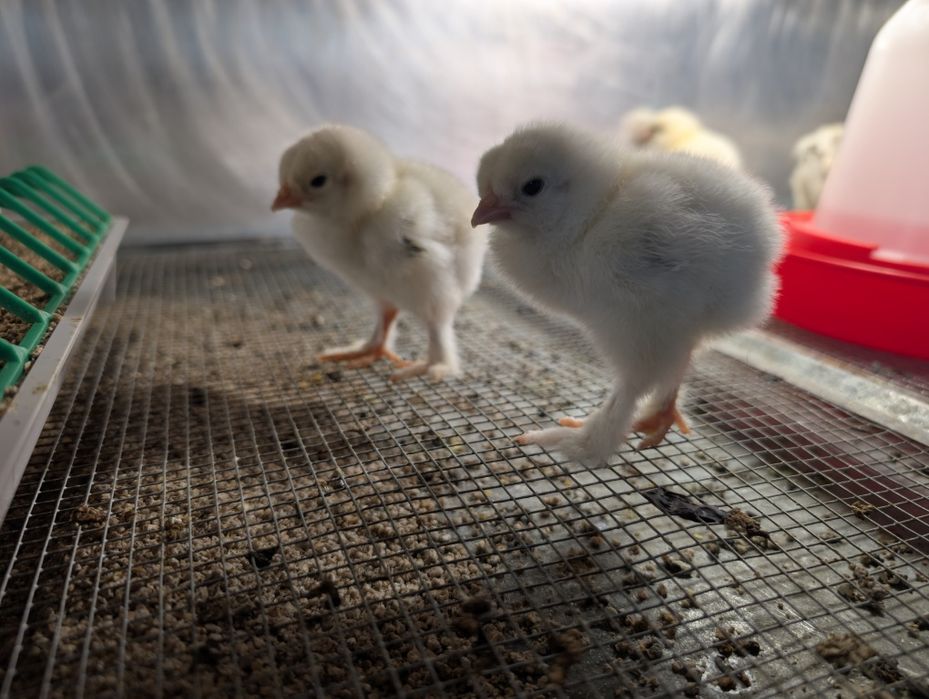 Brahma olbrzymia pisklaki