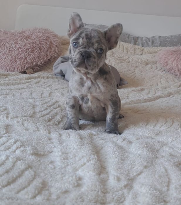 Buldog francuski lilac merle