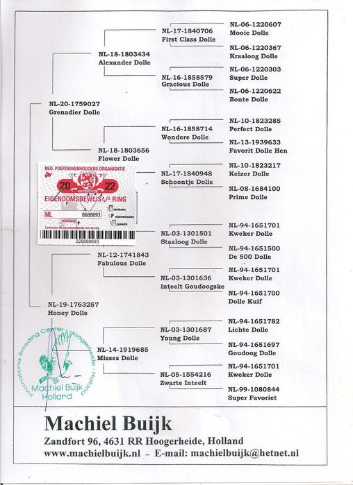 Młode Ardeny Org M. Buijk Para 132 gołębie pocztowe gołąb daleki dysta