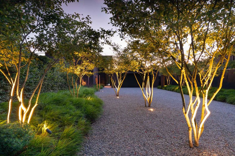 Świdośliwa lamarcka, przyjmuje modną formę wielopniową,  duża!