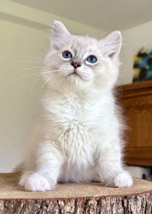 Ragdoll FPL kocurek blue mitted tabby