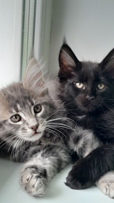 Чарівні кошенята мейн кун.