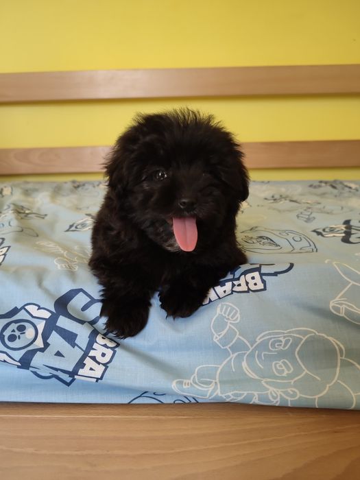 Мальтіпу супер щенки