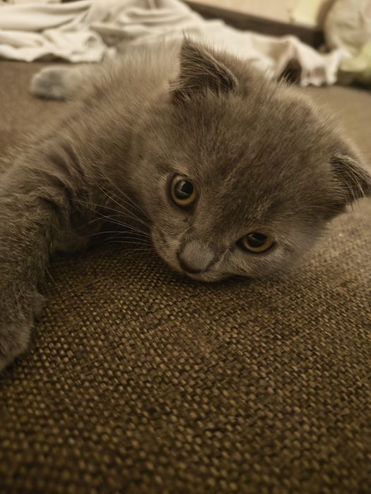 Котеня у хороші руки,дівчинка