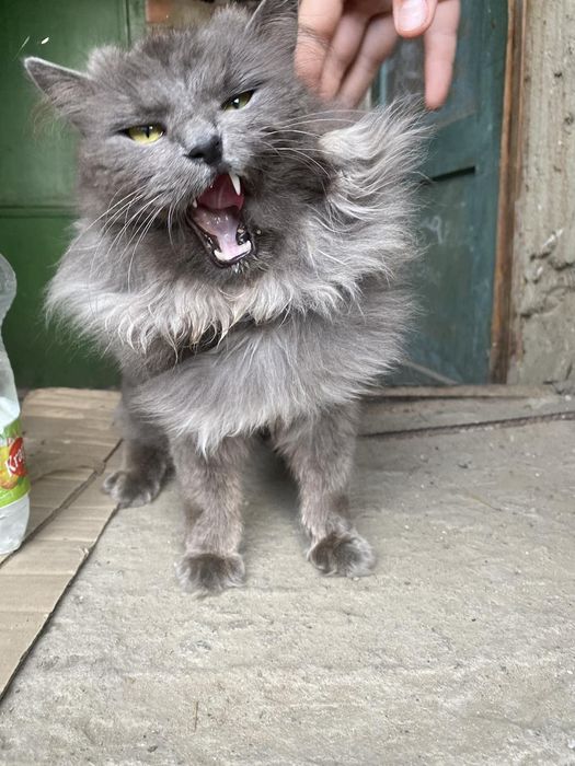 Віддаємо кошенят в добрі руки