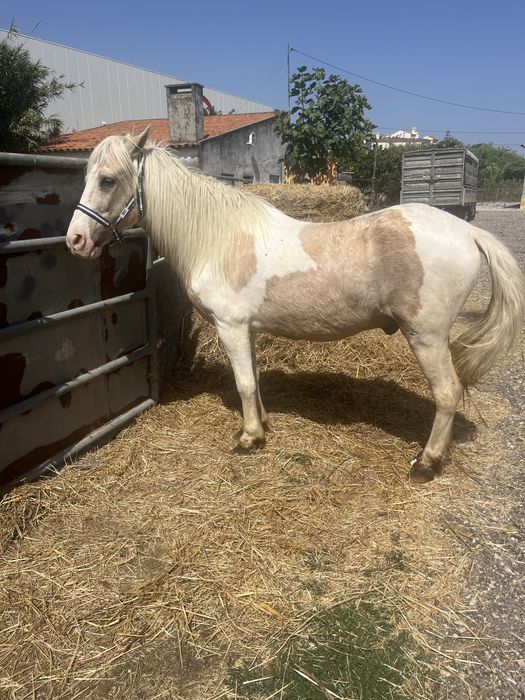 Duplo ponei palomino