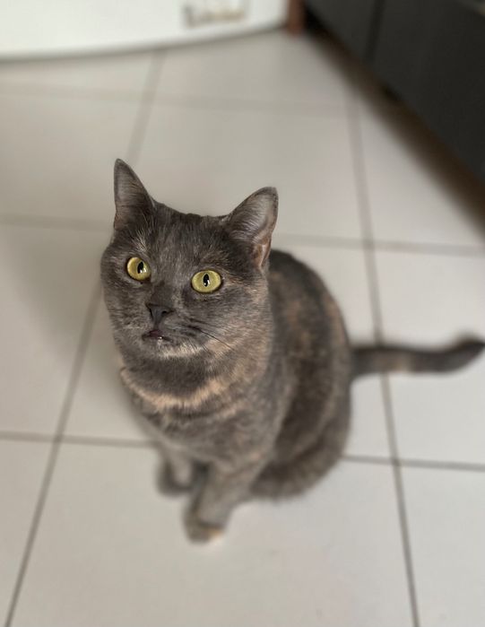 Котята котики отдам красивую кошку