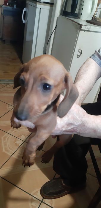 jamnik króliczy -miniatura Piesek Gucio