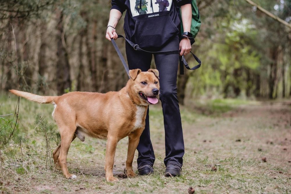 Spokojny pies w typie pitbulla szuka odpowiedzialnego domu