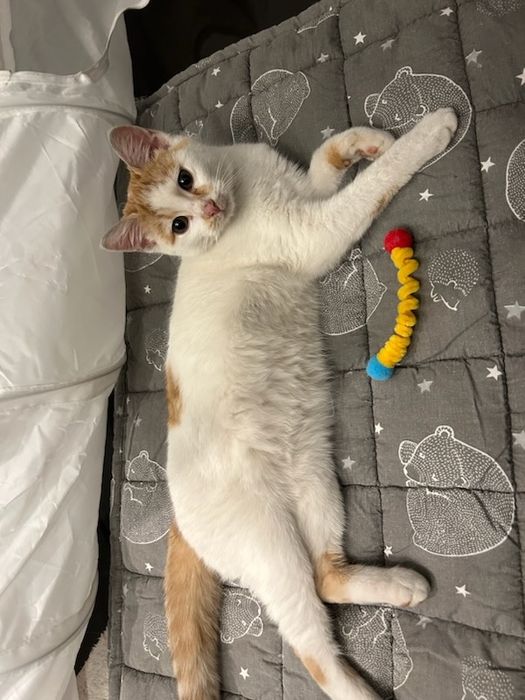 Nela - cudowne kocie dziecko szuka domu!