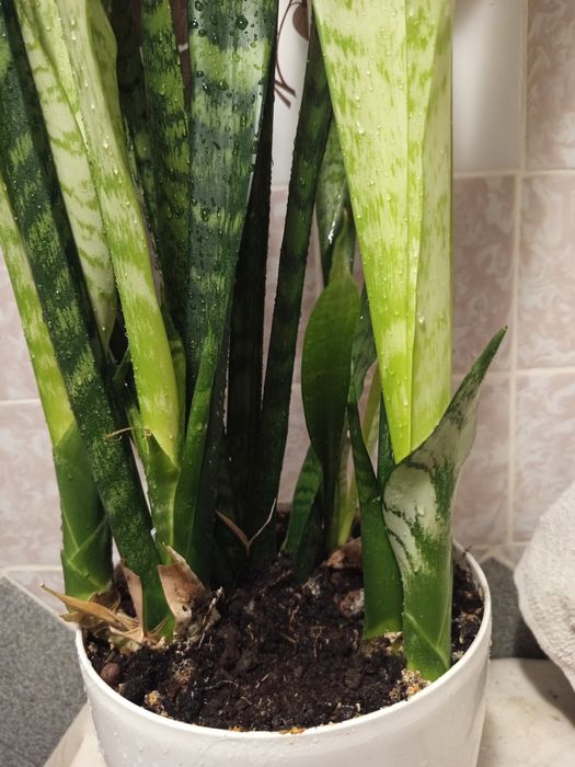 Сансевієрія/сансев'єрія/тещин язик