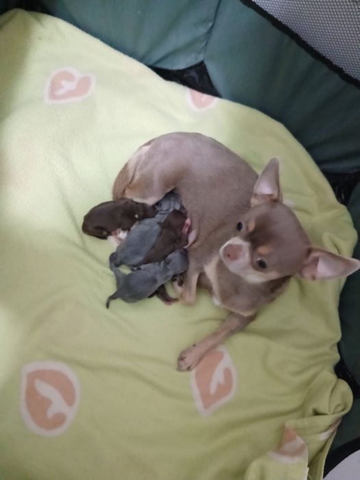 Chihuahua fêmea muito pequena