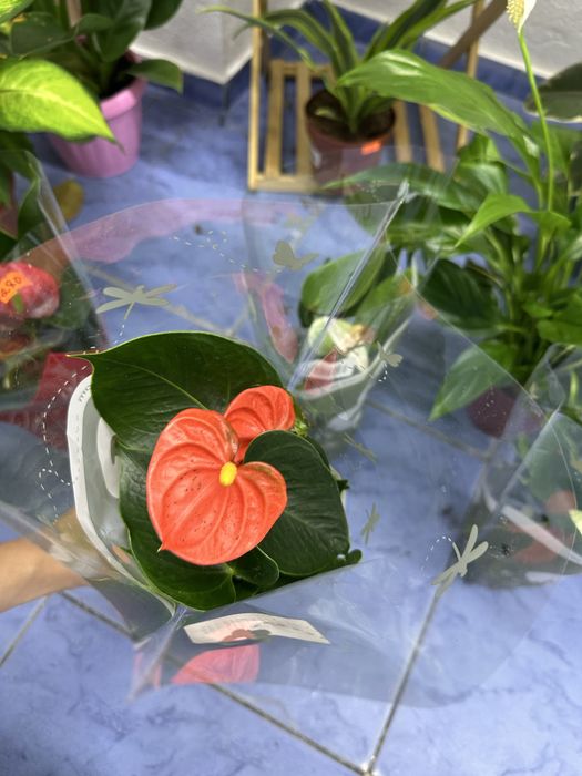 Антуріуми кімнатні квіти