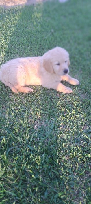 Golden retriever