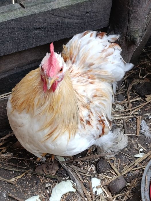 Para Kochina Miniaturowego