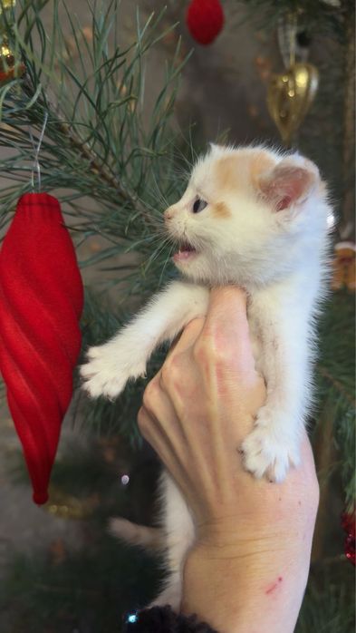 Хлопчик метис від персидської кішки