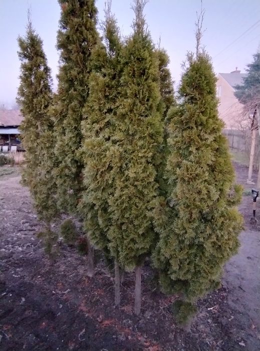 Tuja szmaragdowa 2,5 m