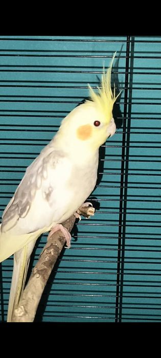 Papużki młode parka