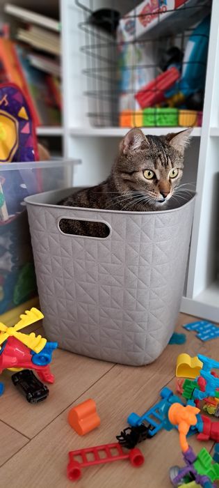 PILNE - szukamy DT lub DS dla Tobiego