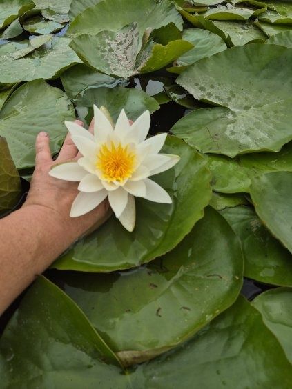 Lilia wodna Albida