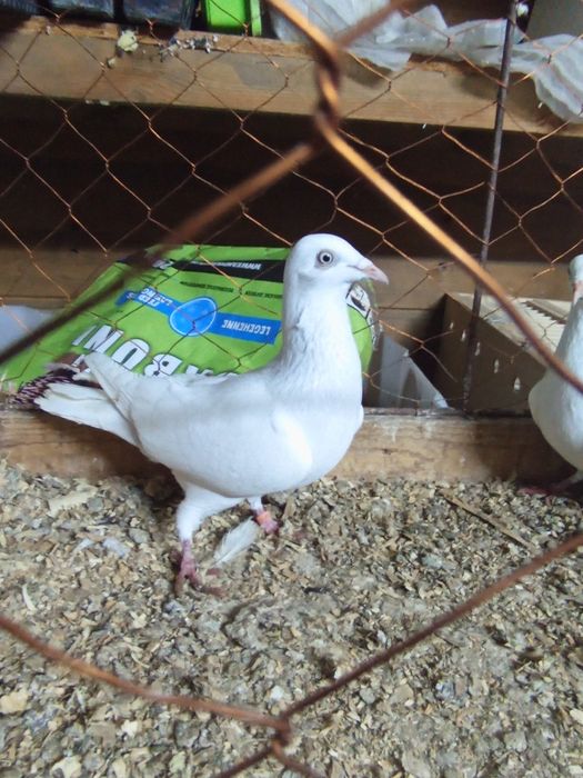 Perłowe wyloty/białyogon