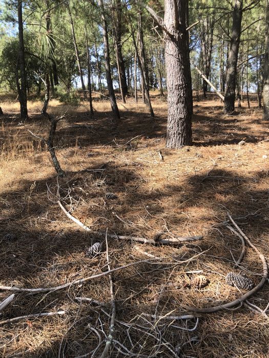 Pinhas Secas Naturais p/ Lareira | Saco Pequeno, Médio ou Grande