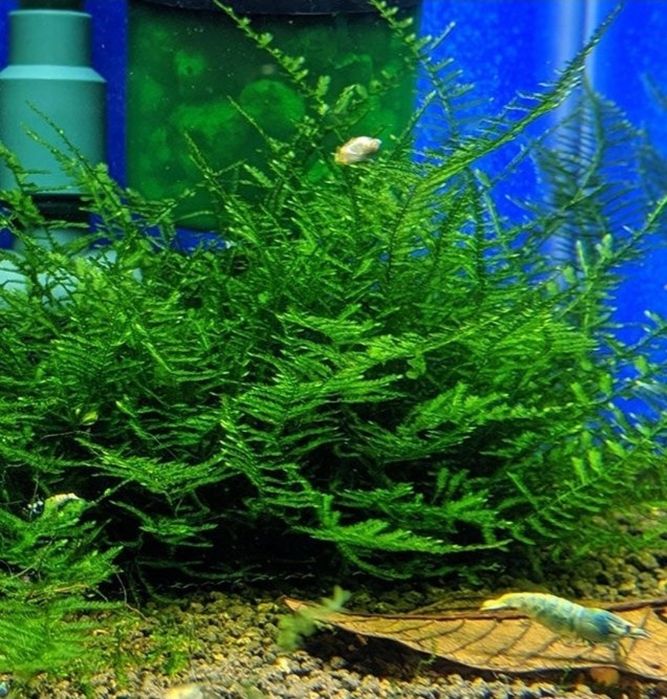 Mech akwariowy taxiphyllum sp spiky moss