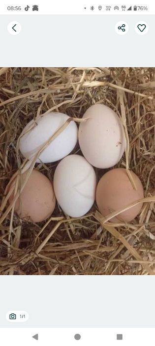 Jajka. Kurki na wolnym wybiegu