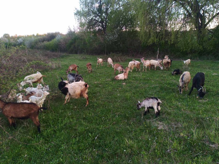 Продам кози різного віку
