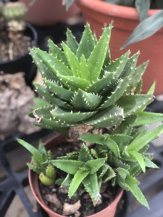 Plantas e cactos variadas