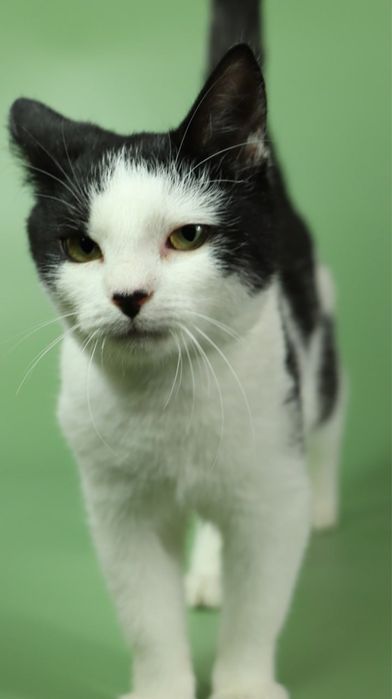 Киця, котеня 5 місяців, кошка, котики, котёнок, котята з притулку