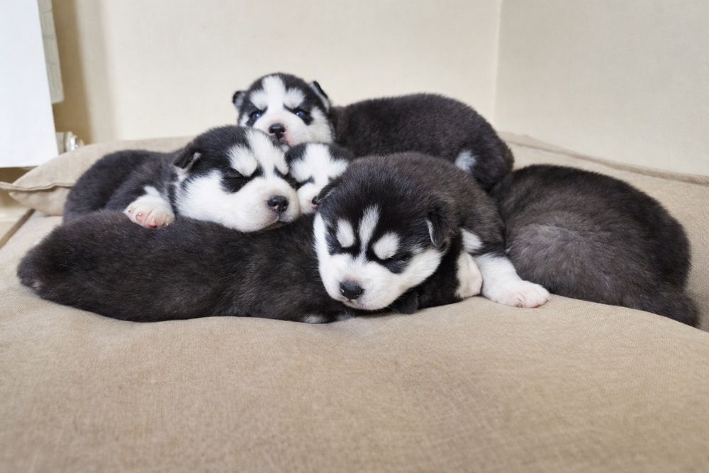 Szczeniak Siberian Husky rodowód ZKwP FCI Champion Puppy Pedigree